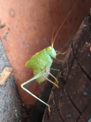 Phaneropterinae