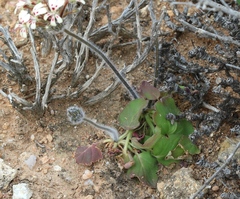 Pelargonium moniliforme