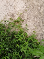 Passiflora tarminiana