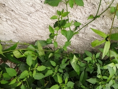 Passiflora tarminiana