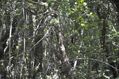 Dendrocopos major canariensis