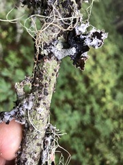 Chaenotheca brunneola