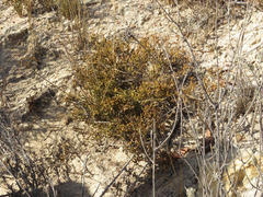 Agathosma latipetala