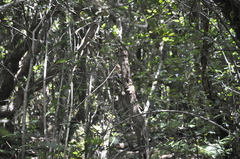 Dendrocopos major canariensis