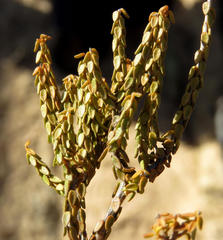 Agathosma latipetala