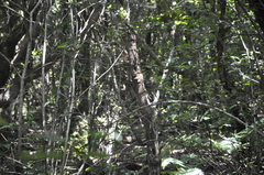 Dendrocopos major canariensis