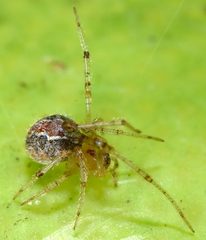 Theridion submissum