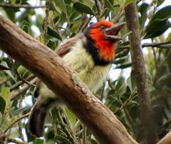 Lybius torquatus torquatus