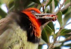 Lybius torquatus torquatus
