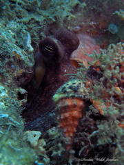 Octopus americanus