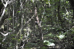 Dendrocopos major canariensis