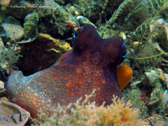 Octopus americanus