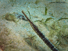 Syngnathus louisianae