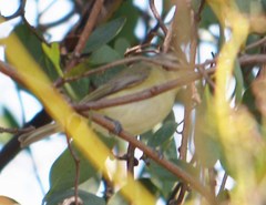 Vireo philadelphicus