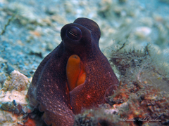 Octopus americanus
