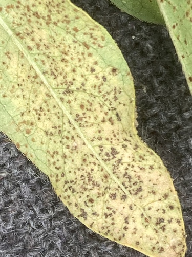 Puccinia polygoni-amphibii