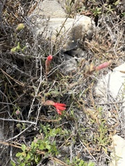 Silene laciniata laciniata