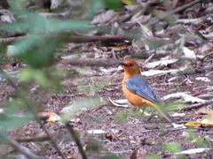 Cossypha natalensis natalensis
