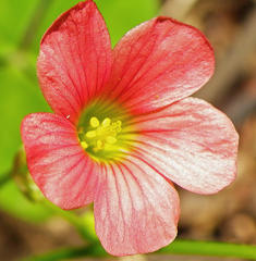 Oxalis bowiei