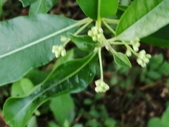 Cestrum diurnum