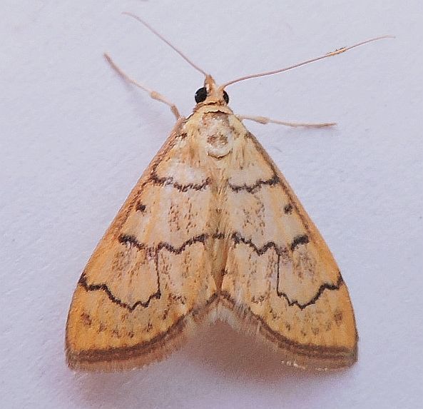 Anania labeculalis