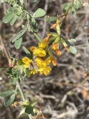 Acmispon dendroideus dendroideus