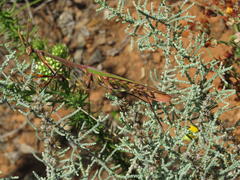 Empusa binotata