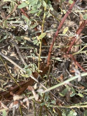 Acmispon dendroideus dendroideus