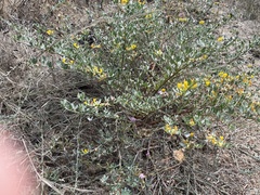 Acmispon dendroideus dendroideus