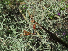 Empusa binotata