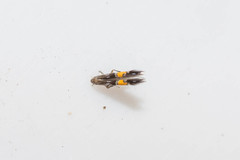 Cosmopterix pulchrimella