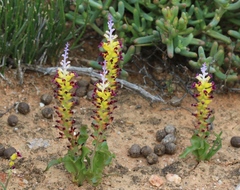 Lachenalia framesii