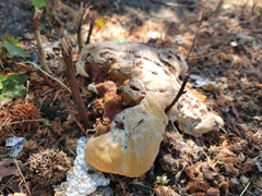 Ganoderma polychromum