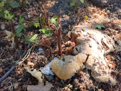 Ganoderma polychromum