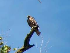 Buteo jamaicensis