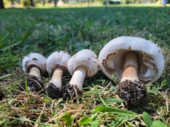 Chlorophyllum molybdites