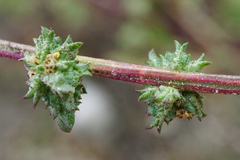 Atriplex intracontinentalis