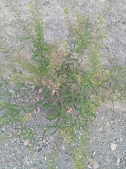 Lepidium bipinnatifidum