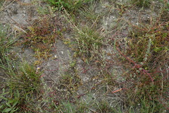 Atriplex intracontinentalis