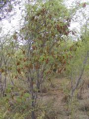 Albizia harveyi