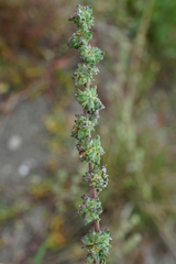Atriplex intracontinentalis