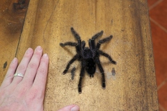 Avicularia juruensis