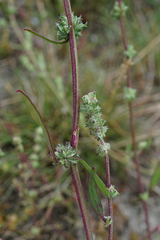 Atriplex intracontinentalis