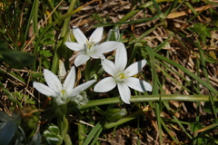 Ornithogalum umbellatum
