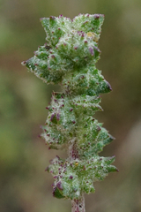 Atriplex intracontinentalis
