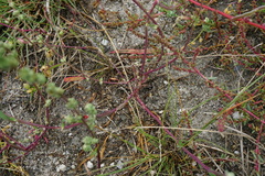Atriplex intracontinentalis