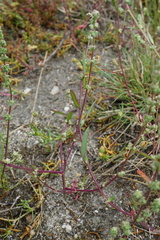 Atriplex intracontinentalis