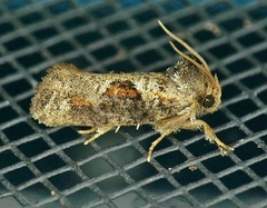 Acrolophus piger