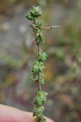 Atriplex intracontinentalis