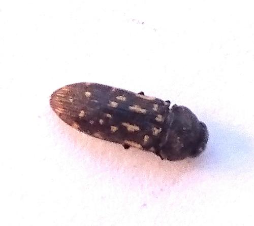 Acmaeodera signata